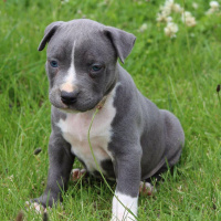 Amerikan Staffordshire Terrier, Köpek  Norah - Bluenose fotoğrafı