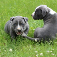 Amerikan Staffordshire Terrier, Köpek  Norah - Bluenose fotoğrafı