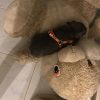 Amerikan Staffordshire Terrier, Köpek  Norah - Bluenose fotoğrafı