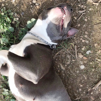 Amerikan Staffordshire Terrier, Köpek  Norah - Bluenose fotoğrafı