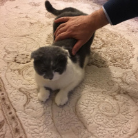 Scottish Fold, Kedi  PAMUK fotoğrafı