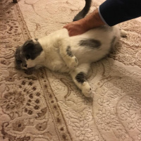 Scottish Fold, Kedi  PAMUK fotoğrafı