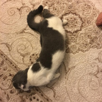 Scottish Fold, Kedi  PAMUK fotoğrafı