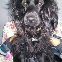 Amerikan Cocker Spaniel, Köpek  Gezi fotoğrafı