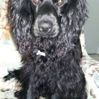 Amerikan Cocker Spaniel, Köpek  Gezi fotoğrafı