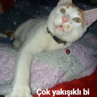 Sarman, Kedi  Çarşaf fotoğrafı