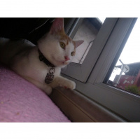 Sarman, Kedi  Çarşaf fotoğrafı