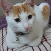 Sarman, Kedi  Çarşaf fotoğrafı
