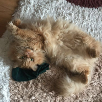 İran Kedisi (Persian), Kedi  Balım fotoğrafı