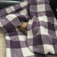 İran Kedisi (Persian), Kedi  Balım fotoğrafı