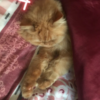 İran Kedisi (Persian), Kedi  Balım fotoğrafı
