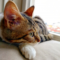 Tekir Kedi, Kedi  Şifa fotoğrafı