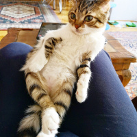 Tekir Kedi, Kedi  Şifa fotoğrafı