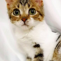 Tekir Kedi, Kedi  Şifa fotoğrafı