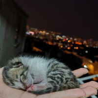 Tekir Kedi, Kedi  Şifa fotoğrafı