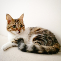 Tekir Kedi, Kedi  Şifa fotoğrafı