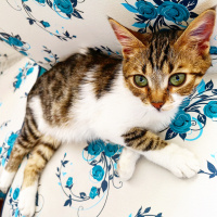 Tekir Kedi, Kedi  Şifa fotoğrafı