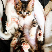 Tekir Kedi, Kedi  Şifa fotoğrafı