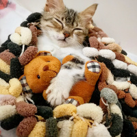 Tekir Kedi, Kedi  Şifa fotoğrafı