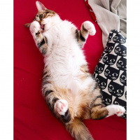 Tekir Kedi, Kedi  Şifa fotoğrafı