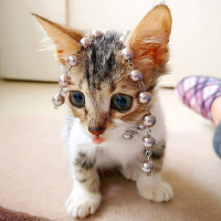 Tekir Kedi, Kedi  Şifa fotoğrafı
