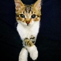 Tekir Kedi, Kedi  Şifa fotoğrafı