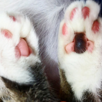 Tekir Kedi, Kedi  Şifa fotoğrafı