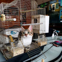 Tekir Kedi, Kedi  Şifa fotoğrafı