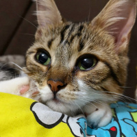Tekir Kedi, Kedi  Şifa fotoğrafı