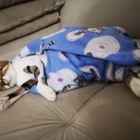 Tekir Kedi, Kedi  Şifa fotoğrafı