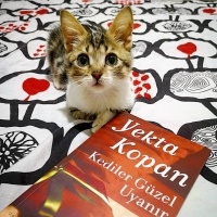 Tekir Kedi, Kedi  Şifa fotoğrafı