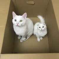 Scottish Fold, Kedi  Venüs fotoğrafı