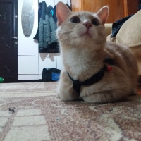 Sarman, Kedi  Tarçın fotoğrafı