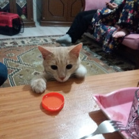 Sarman, Kedi  Tarçın fotoğrafı