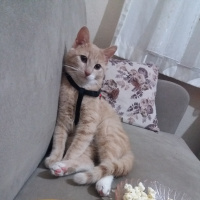 Sarman, Kedi  Tarçın fotoğrafı