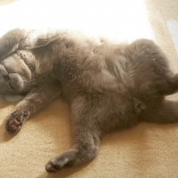 Scottish Fold, Kedi  Gray fotoğrafı