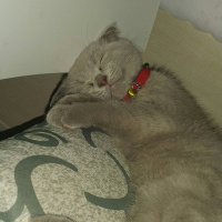 Scottish Fold, Kedi  Gray fotoğrafı