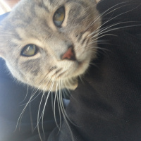 Abyssinian, Kedi  Ponçik fotoğrafı