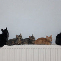 Tekir Kedi, Kedi  kedi kardeş fotoğrafı