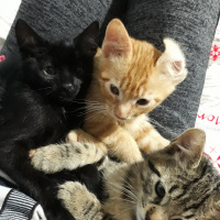 Tekir Kedi, Kedi  kedi kardeş fotoğrafı