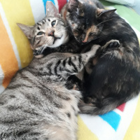 Tekir Kedi, Kedi  kedi kardeş fotoğrafı
