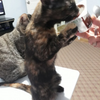 Tekir Kedi, Kedi  kedi kardeş fotoğrafı