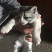 Tekir Kedi, Kedi  Smokin fotoğrafı