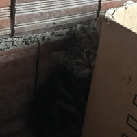 Tekir Kedi, Kedi  Smokin fotoğrafı