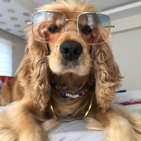 Amerikan Cocker Spaniel, Köpek  Kenan fotoğrafı