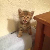 European Shorthair, Kedi  Oglum fotoğrafı