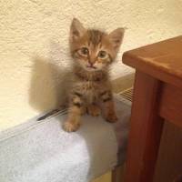 European Shorthair, Kedi  Oglum fotoğrafı