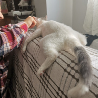 Van Kedisi, Kedi  Mimi fotoğrafı