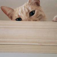Sarman, Kedi  Kaju fotoğrafı