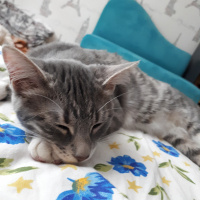 Soke, Kedi  Cheddar fotoğrafı